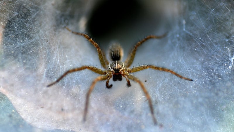 Spiders 'hear' the vibrations with ear-like organs on their legs