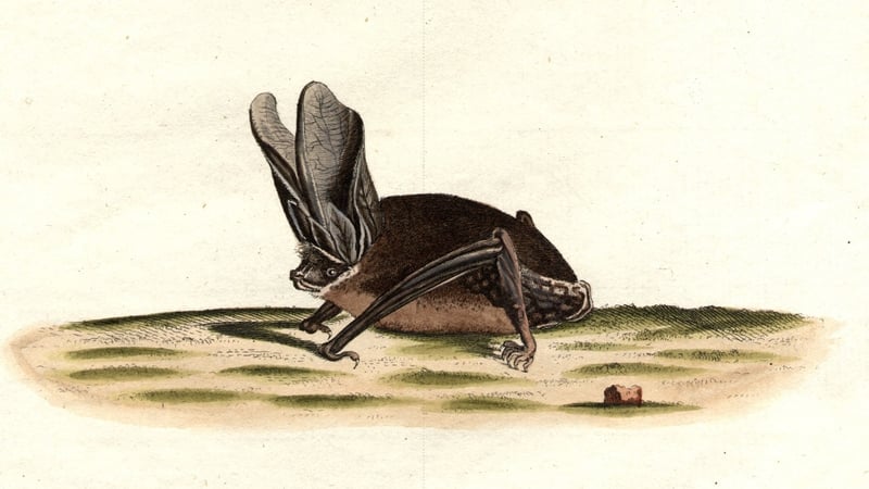 Seven species of bats were studied as part of the research