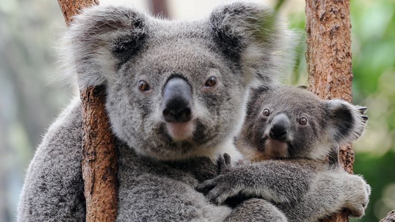 Zoologists have uncovered how koalas cool off in a heatwave