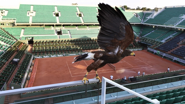 Tara, a buzzard used by a falconer during the French Open to keep pigeons out, patrols the Roland Garros court