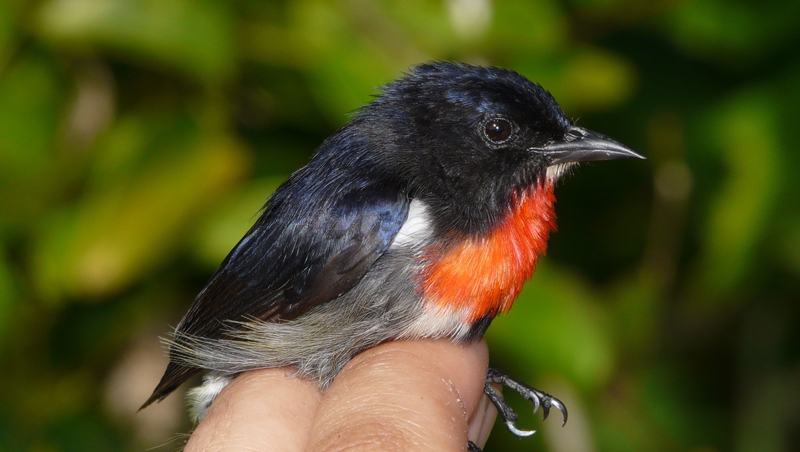 The bird has been named the Wakatobi Flowerpecker