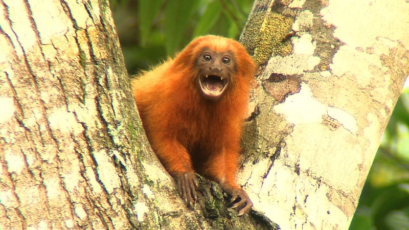 In Thursday's episode, zookeeper Susan O'Brien lives the dream by travelling to the Atlantic Rainforest of Brazil to see the golden lion tamarins in the wild
