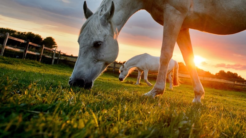 Animal Heaven Animal Rescue has agreed to rectify situation