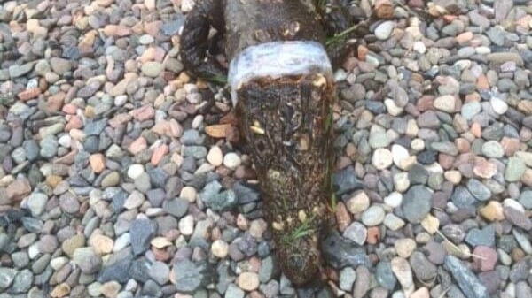 The creature has been identified as a West African dwarf crocodile (Pic: @ScottishSPCA)