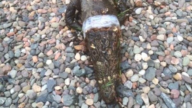 The creature has been identified as a West African dwarf crocodile (Pic: @ScottishSPCA)