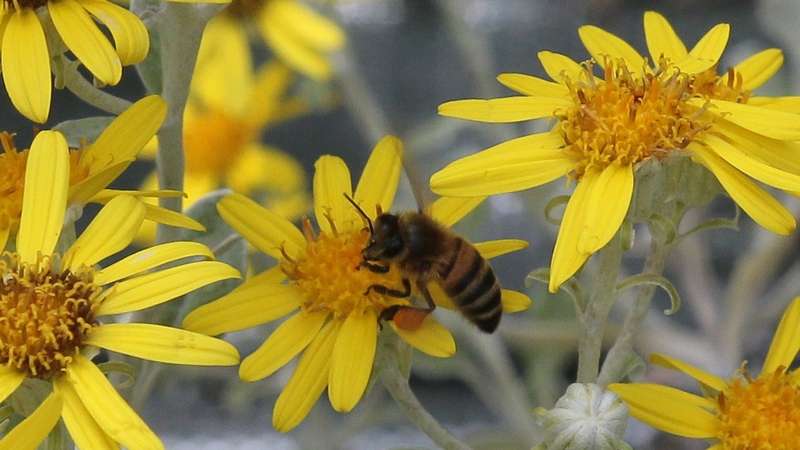 Research found bumblebees and honeybees are attracted to nectar that contains neonicotinoids