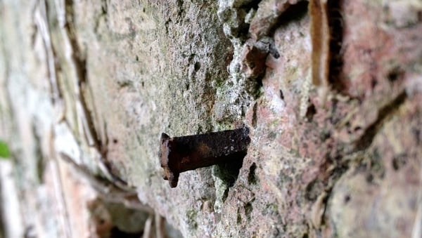 It is claimed that former staff indicated the presence of a baby's grave by hammering a square spiked nail in the wall