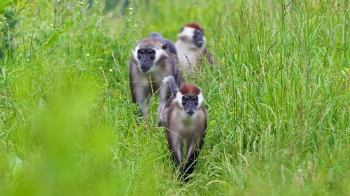 The red-capped mangabeys are part of a European breeding programme for the species All photos: Patrick Bolger