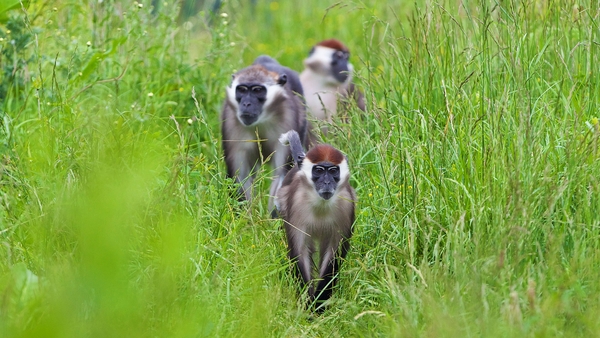 The red-capped mangabeys are part of a European breeding programme for the species All photos: Patrick Bolger