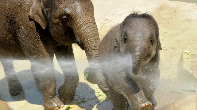 Indian elephant calf Asha and her mother Angele enjoy being watered down in their enclosure in the Budapest Zoo