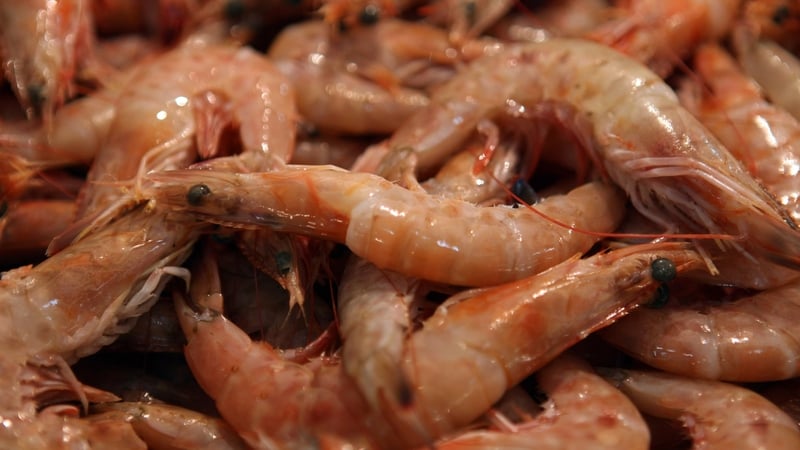 Richard Brannigan claimed a lot of the time it was not worth trawling for prawns at night