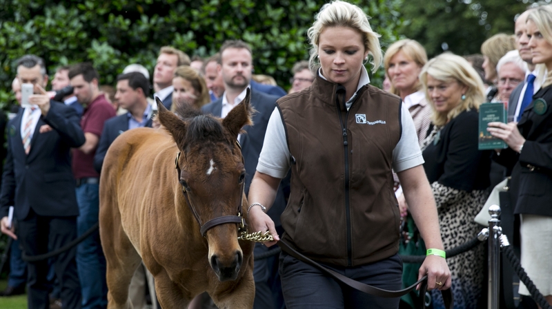 The colt is the first offspring of the late Henry Cecil's champion to come under the hammer