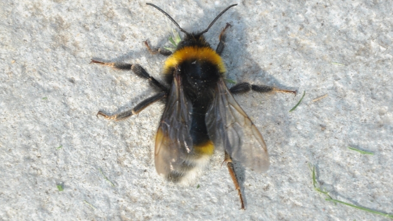 The bee does not make its own nest, but invades a host bee's nest