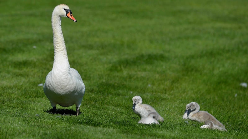 A swan and her cygnet's walk onto the 14th fairway during Pro-Am day at the Irish Open at Fota Island