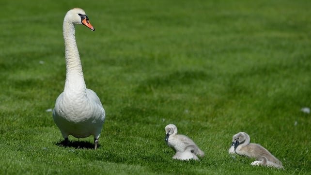 A swan and her cygnets walk onto the 14th fairway during the Pro-Am day