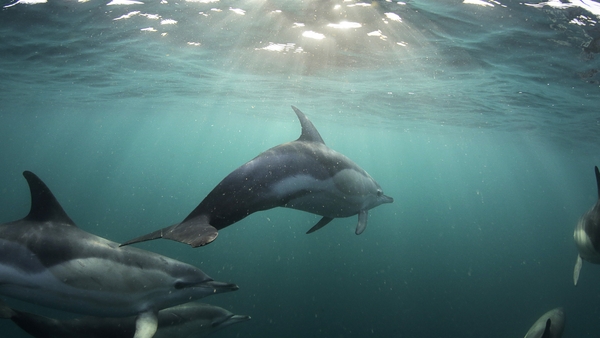 Ireland's Ocean, RTÉ One, 6.30pm