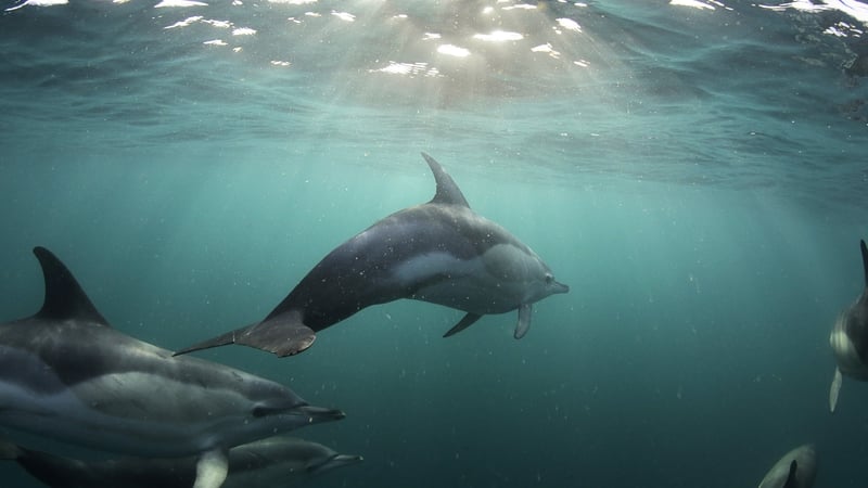 Ireland’s Ocean: we've got the friendliest dolphins in the world