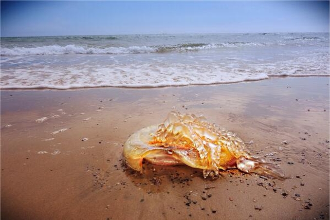 William Doolan took this photo of a lion's mane jellyfish at Brittas Bay in Co Wicklow (@wdamatsu)