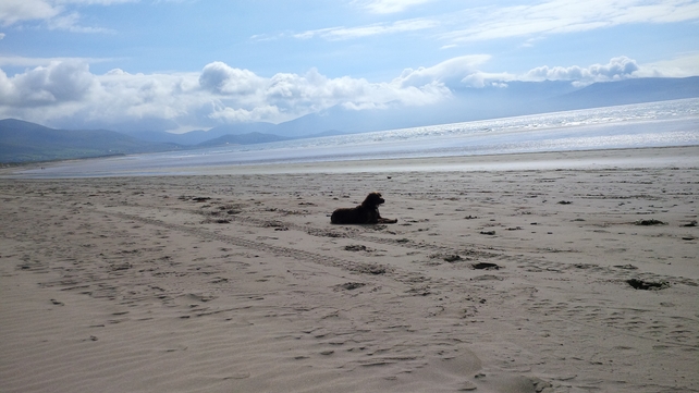 A dog relaxes and enjoys the view over Mount Brandon in Co Kerry (Pic: Fiona O'Riordan)