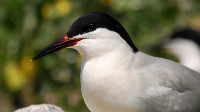 Rockabill Island off the coast of Skerries in Co Dublin holds up to 80% of Europe's breeding Roseate Terns