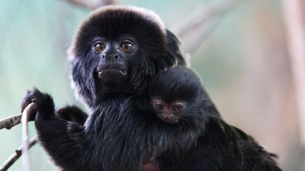 The baby was born on May 24 and weighs approximately 20g Photos: Patrick Bolger