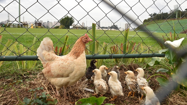 Meanwhile, chickens are seen at the Janquito Malucelli Stadium prior the official training session of the Russian team