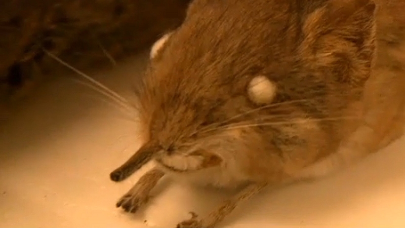 The diminutive shrew has a trunk-like nose.