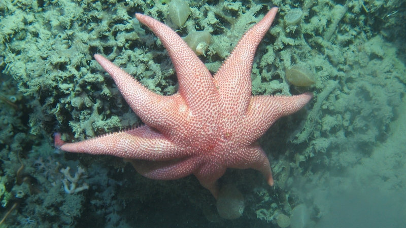 The information has been collected as part of the latest Marine Institute research cruise