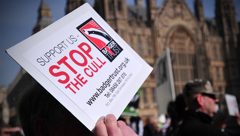 An anti-cull protester outside the British houses of parliament in London