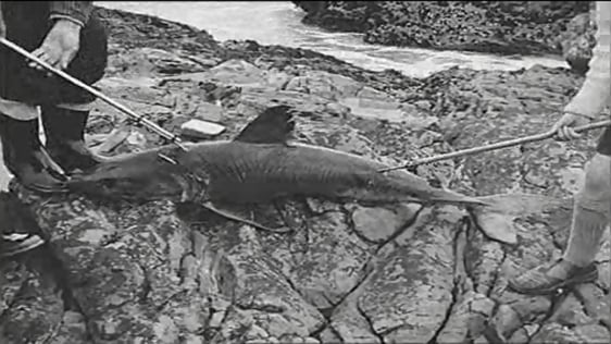 Sharks Off Coast of Clare