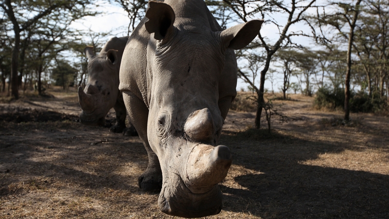 As many as 500 rhinos could be relocated from Kruger National Park in Pretoria