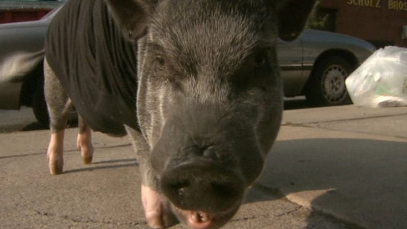 3-year-old Wilbur is a certified Emotional Support Animal