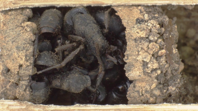 The nests are built with piles of dead ants