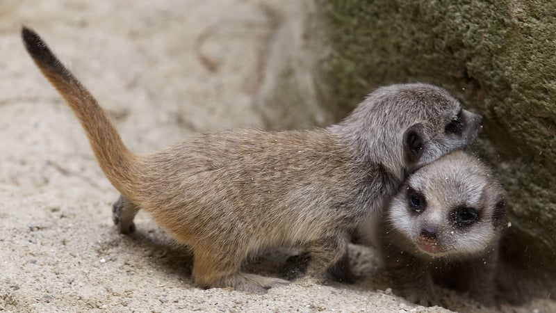 The pups were born at the end of May, but meerkat parents keep their young hidden in burrows for the first few weeks of their lives Photos: Patrick Bolger