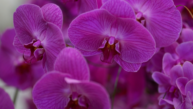 Researchers say they found the gene believed to be responsible for ageing in the Japanese 'morning glory' flower variety