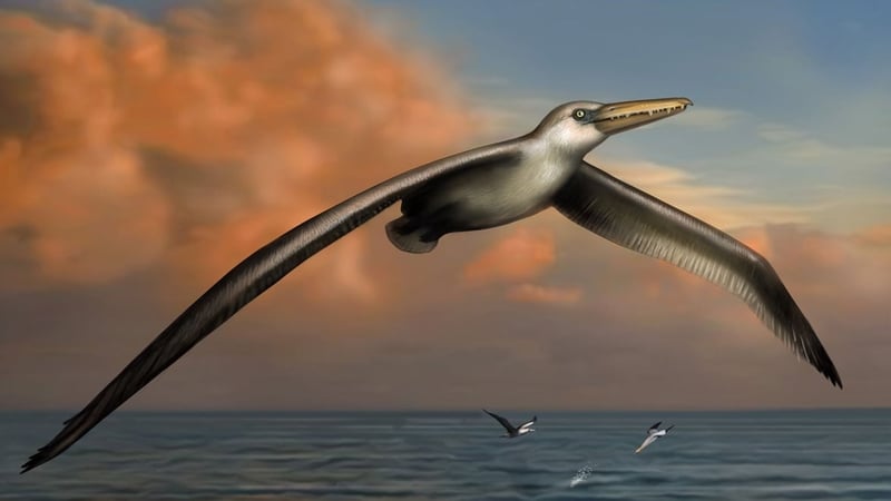 Scientists believe Pelagornis sandersi was an expert glider