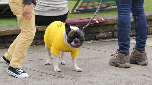 A dog is dressed in a yellow jersey in Leeds ahead of the Grand Depart, marking the start of 2014 Tour De France