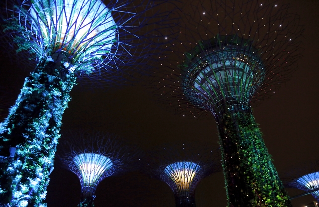 One of the giant trees contains a restaurant in its canopy