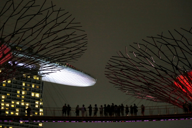 A walkway allows tourists to journey through the tree-tops