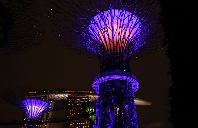 The 101-hectare park features a grove of supertree structures with real vegetation creeping up the lit sculptures