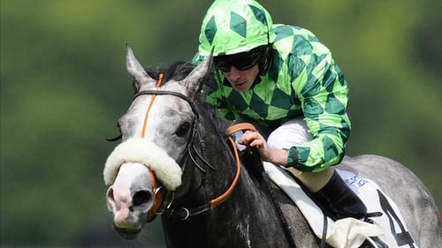 The Grey Gatsby is usually ridden by Ryan Moore