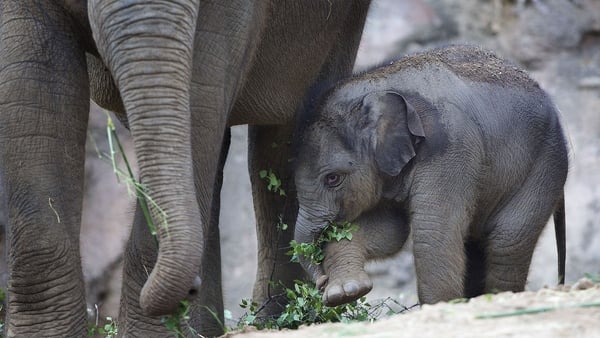 New calf born in Dublin Zoo