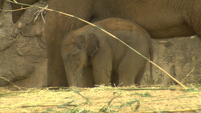 The healthy bull calf is an estimated 1.2m tall and weighs in at around 80kg