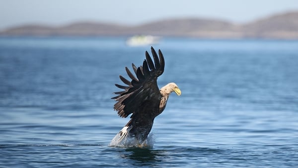 The eagles were the first of their kind to successfully hatch a chick in Ireland for 110 years
