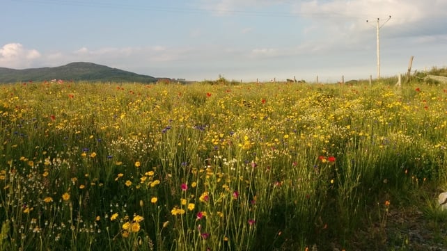 The meadow at Sonas, Gyles Quay, Co Louth (Pic: Colin Perkins)