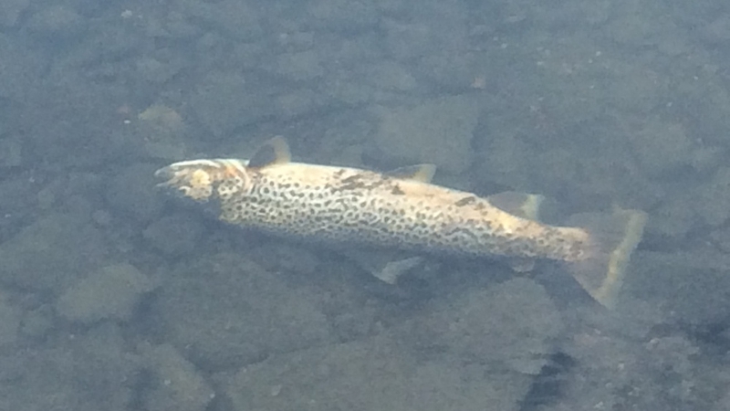 Thousands of dead fish continue to wash down the river system (pic: Colm McCaughey)