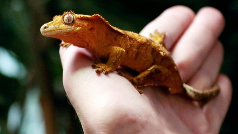 Geckos are being used in an experiment testing effects of weightlessness
