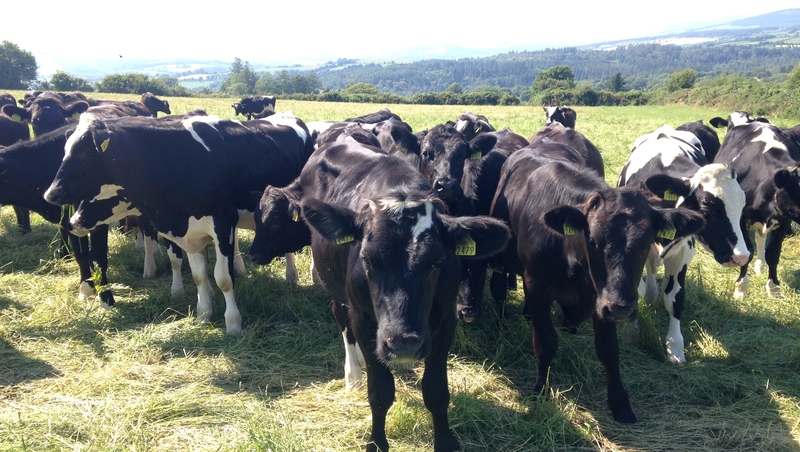 Agriculture is still the single largest contributor to the overall emissions