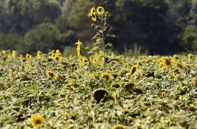 A field of sunflowers near the city of Lyon, south-eastern France