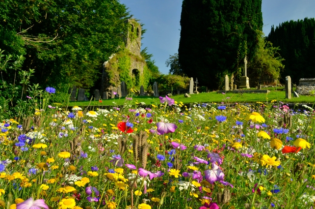 The Butterfly Garden, situated between the river Suir, and Old graveyard, in Kilsheelan, Co Tipperary (Pic: Joe Ormonde)